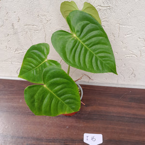 #i16 Anthurium Veitchii