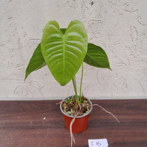 #i16 Anthurium Veitchii