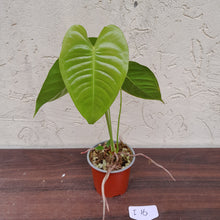 Load image into Gallery viewer, #i16 Anthurium Veitchii