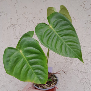 #i16 Anthurium Veitchii