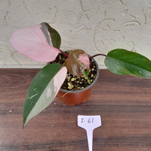 Load image into Gallery viewer, #i61 Philodendron Pink Princess - Amazing Variegation