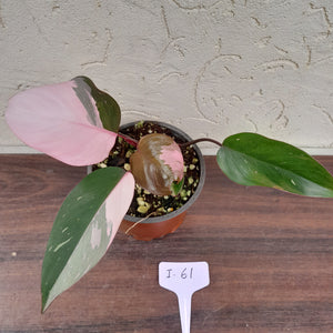 #i61 Philodendron Pink Princess - Amazing Variegation