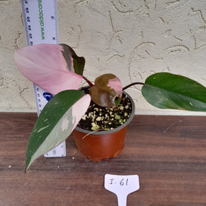 #i61 Philodendron Pink Princess - Amazing Variegation