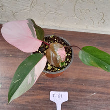 Load image into Gallery viewer, #i61 Philodendron Pink Princess - Amazing Variegation