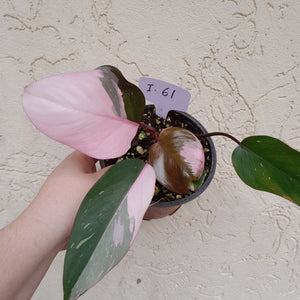 #i61 Philodendron Pink Princess - Amazing Variegation