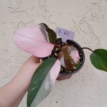Load image into Gallery viewer, #i61 Philodendron Pink Princess - Amazing Variegation