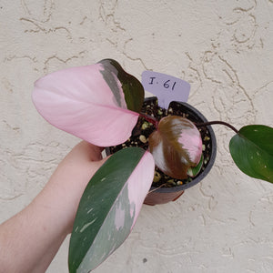 #i61 Philodendron Pink Princess - Amazing Variegation