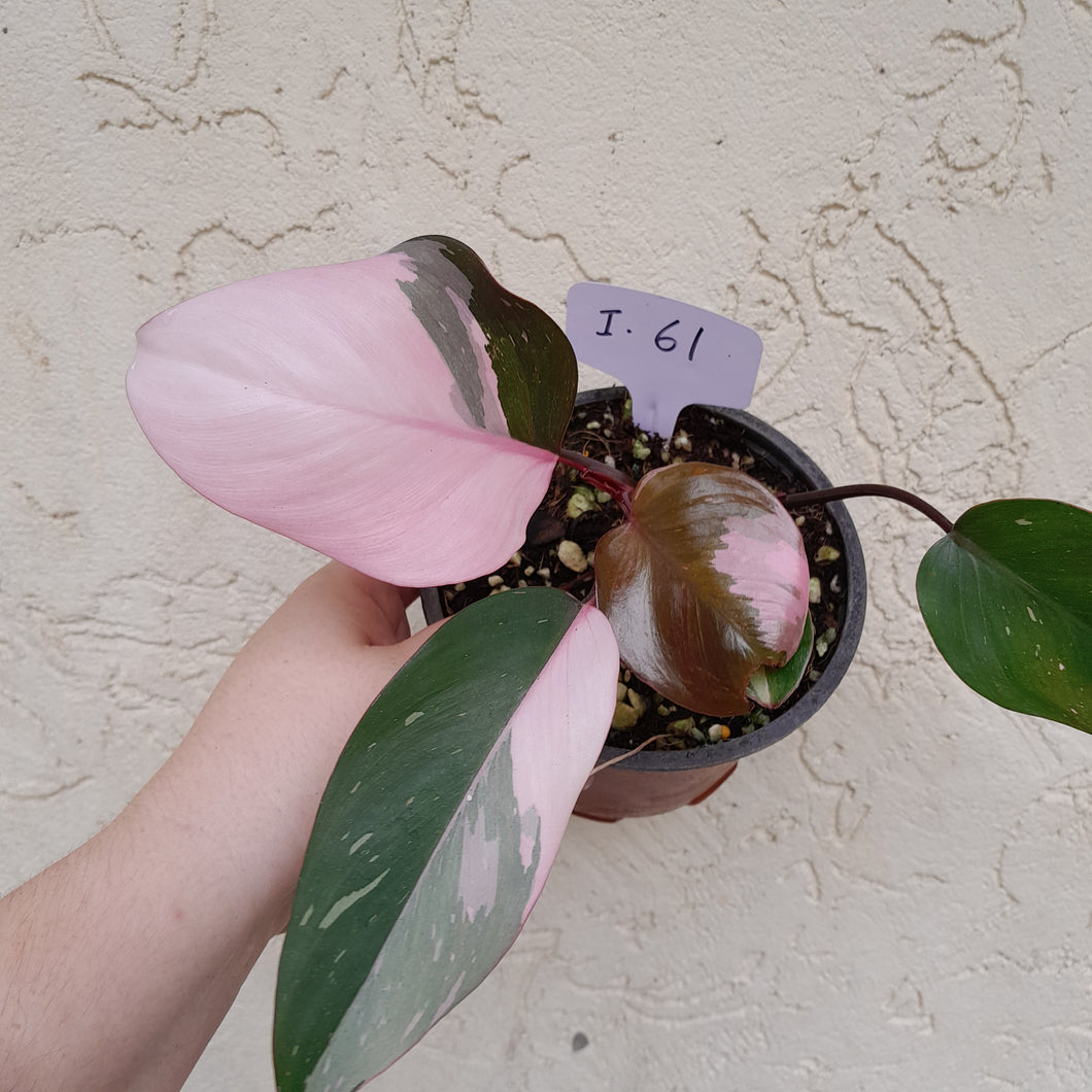 #i61 Philodendron Pink Princess - Amazing Variegation