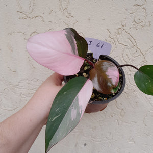 #i61 Philodendron Pink Princess - Amazing Variegation