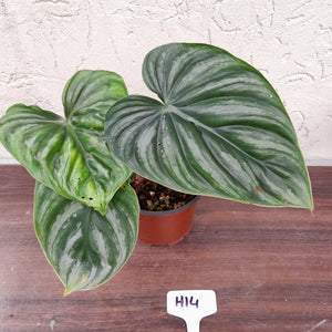 #H14 Two x Headed Philodendron Plowmanii - Round Form