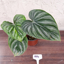 Load image into Gallery viewer, #H14 Two x Headed Philodendron Plowmanii - Round Form