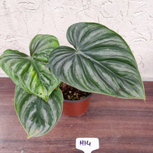 Load image into Gallery viewer, #H14 Two x Headed Philodendron Plowmanii - Round Form