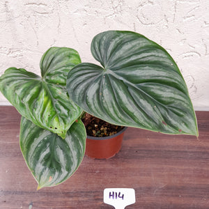 #H14 Two x Headed Philodendron Plowmanii - Round Form