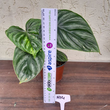 Load image into Gallery viewer, #H14 Two x Headed Philodendron Plowmanii - Round Form
