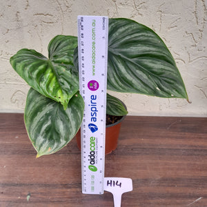 #H14 Two x Headed Philodendron Plowmanii - Round Form