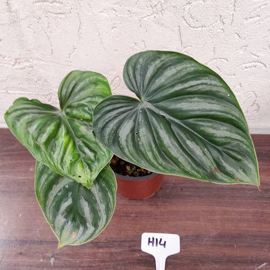 #H14 Two x Headed Philodendron Plowmanii - Round Form