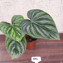 Load image into Gallery viewer, #H14 Two x Headed Philodendron Plowmanii - Round Form