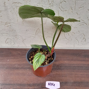 #H14 Two x Headed Philodendron Plowmanii - Round Form