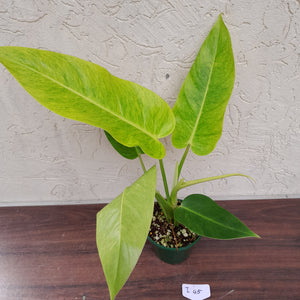 #i45 Large Philodendron Lemon Twist
