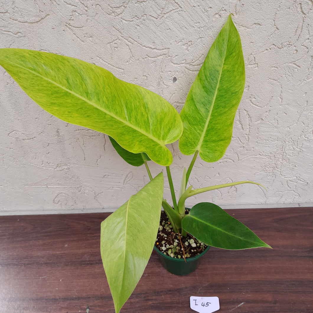 #i45 Large Philodendron Lemon Twist
