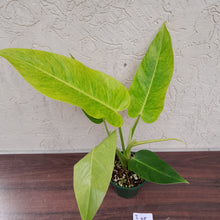Load image into Gallery viewer, #i45 Large Philodendron Lemon Twist