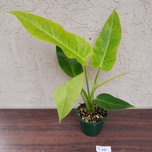 #i45 Large Philodendron Lemon Twist