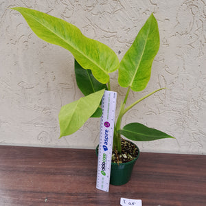 #i45 Large Philodendron Lemon Twist