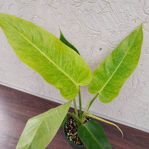 #i45 Large Philodendron Lemon Twist
