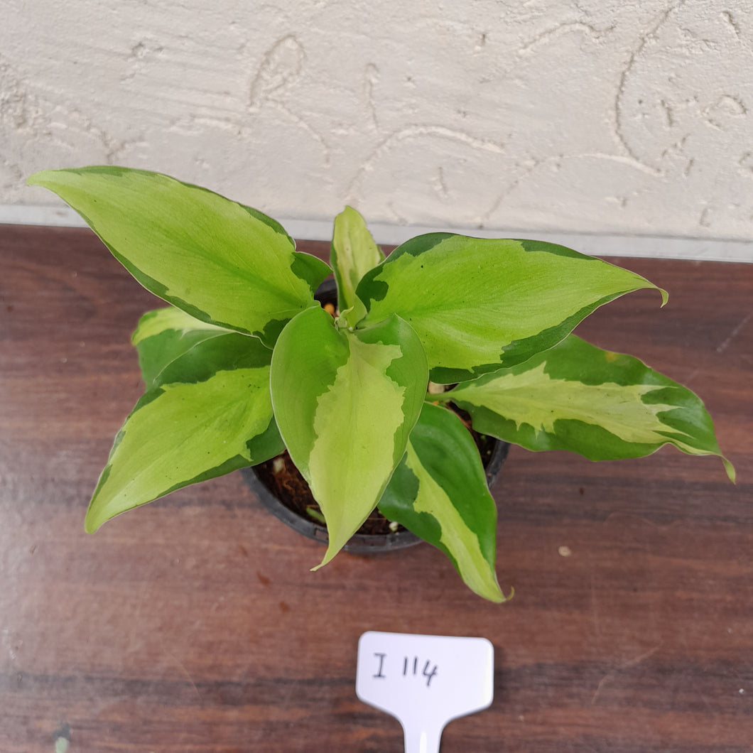 #i114 Aglaonema Shingii