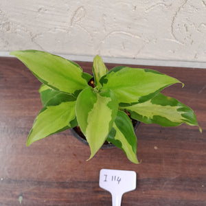 #i114 Aglaonema Shingii