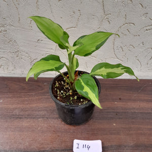 #i114 Aglaonema Shingii