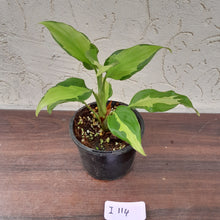 Load image into Gallery viewer, #i114 Aglaonema Shingii