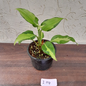 #i114 Aglaonema Shingii