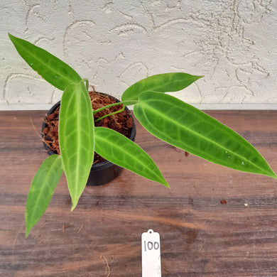 #100 Anthurium Warocqueanum Pure