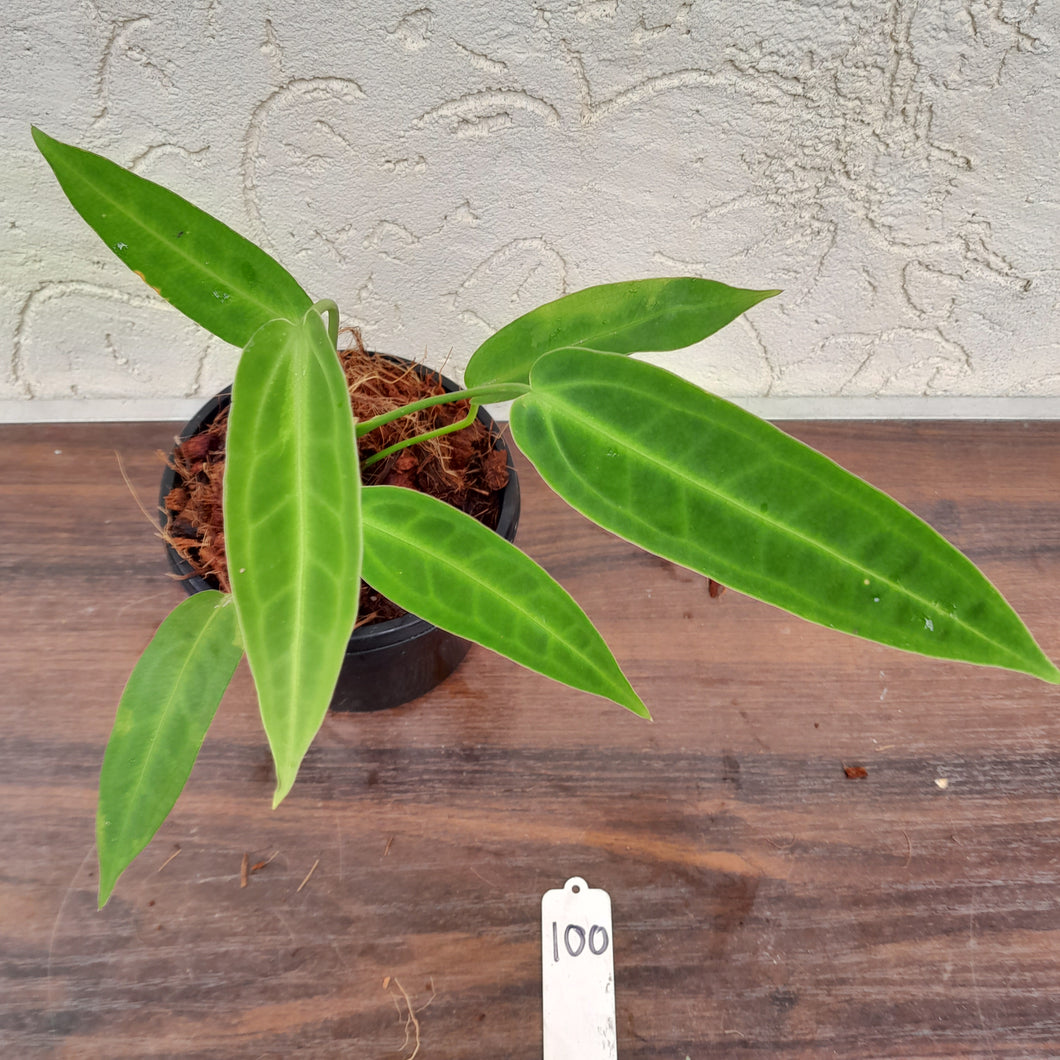 #100 Anthurium Warocqueanum Pure