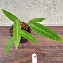 Load image into Gallery viewer, #100 Anthurium Warocqueanum Pure