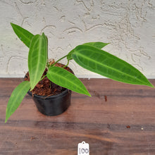 Load image into Gallery viewer, #100 Anthurium Warocqueanum Pure