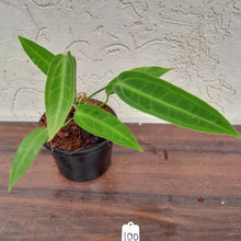 Load image into Gallery viewer, #100 Anthurium Warocqueanum Pure