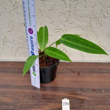 Load image into Gallery viewer, #100 Anthurium Warocqueanum Pure