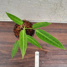 Load image into Gallery viewer, #100 Anthurium Warocqueanum Pure
