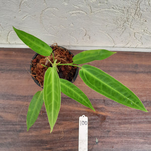 #100 Anthurium Warocqueanum Pure