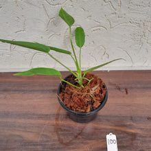 Load image into Gallery viewer, #100 Anthurium Warocqueanum Pure