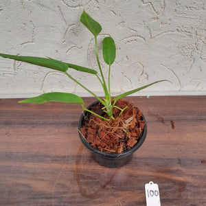 #100 Anthurium Warocqueanum Pure