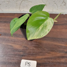 Load image into Gallery viewer, #P5 Variegated Philodendron Heart Leaf