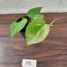 Load image into Gallery viewer, #P5 Variegated Philodendron Heart Leaf