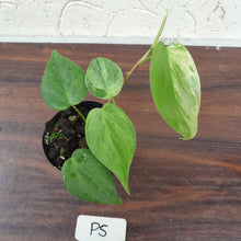 Load image into Gallery viewer, #P5 Variegated Philodendron Heart Leaf