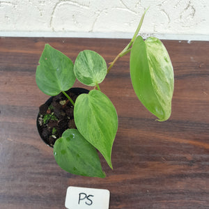 #P5 Variegated Philodendron Heart Leaf