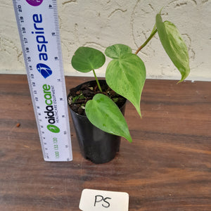#P5 Variegated Philodendron Heart Leaf