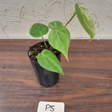 Load image into Gallery viewer, #P5 Variegated Philodendron Heart Leaf
