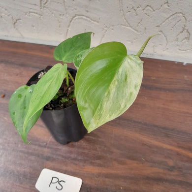 #P5 Variegated Philodendron Heart Leaf